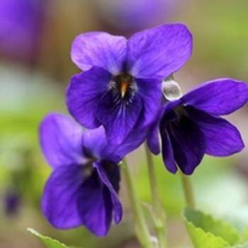 Violette-odorante-Viola-odorata-Proprietes-medicinales