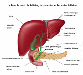 Cancer du foie