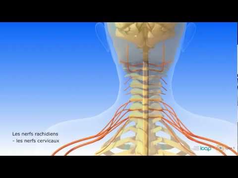 L’anatomie du système nerveux