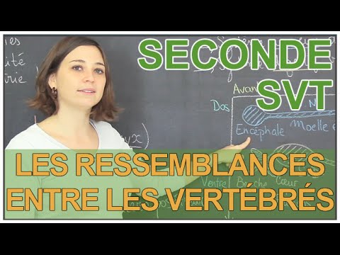 Vertèbres