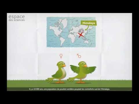 La spéciation géographique : La spéciation géographique par colonisation d'une île