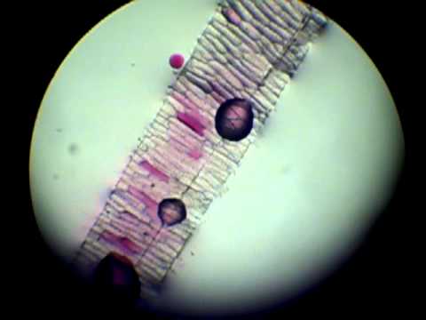 Passage cellules végétale à l'état de protoplaste