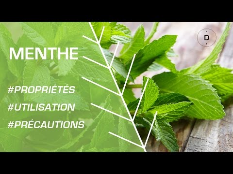 Comment utiliser la menthe ? - Phytothérapie
