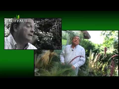 Généralités : graciles graminées