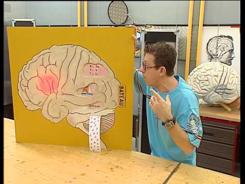 Le développement de l'intelligence