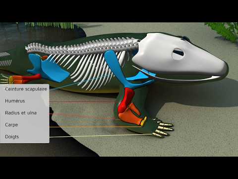 Evolution de l'homme. Nos membres étaient des nageoires. Le squelette humain,du poisson à la bipédie